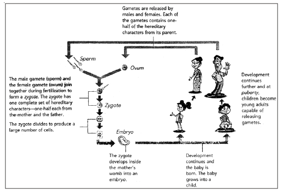 CBSE Class 8 Science Reproduction In Animals Notes   CBSE Class 8 Science Animal Reproduction Chapter Notes 3.PNG